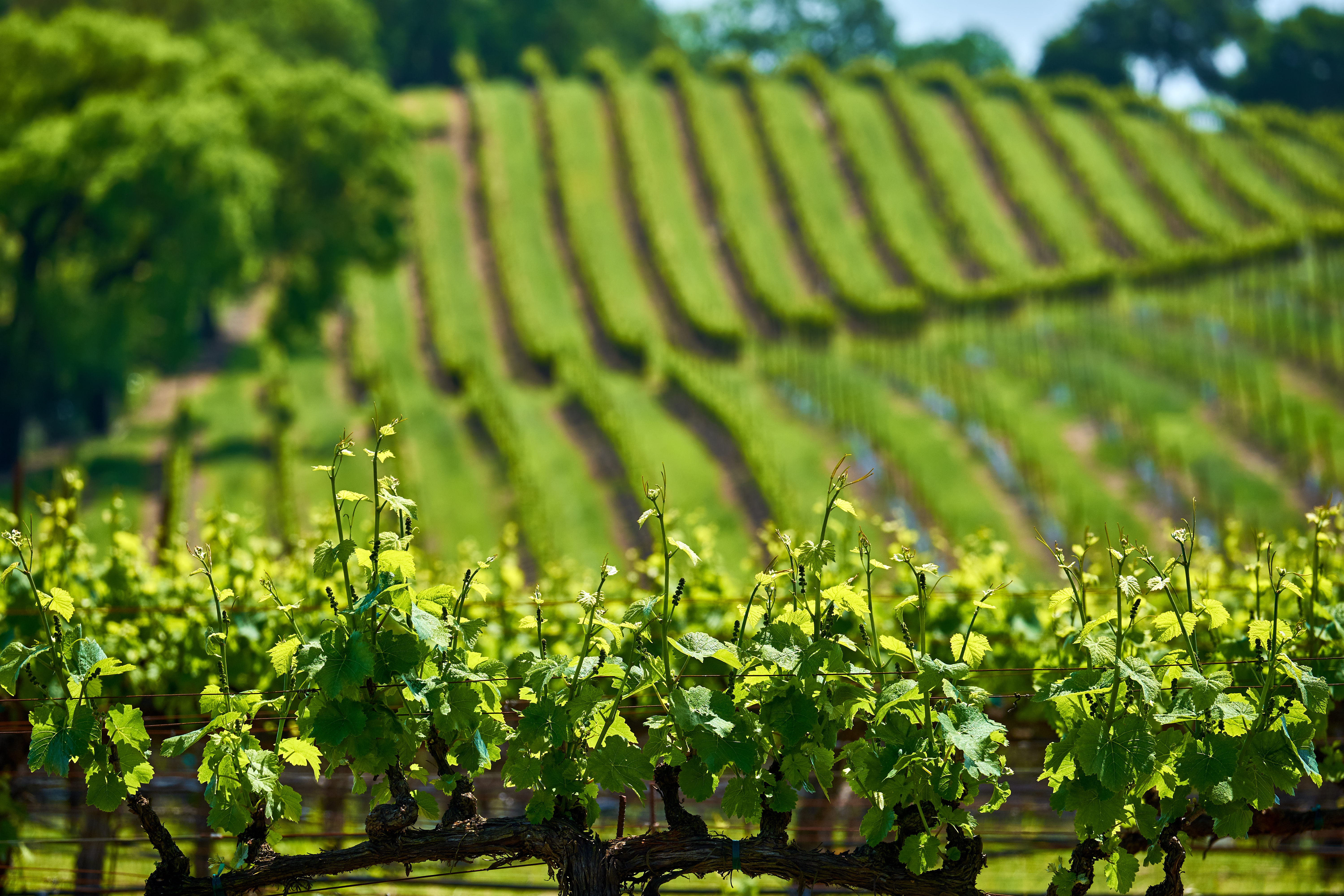 Young's Cove vineyards